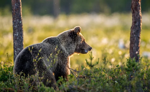 夏天森林里的黎明时分 棕熊出现了 侧视图 Ursus Arctos 自然生境 — 图库照片