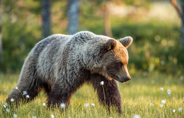 Бурый Медведь Гуляет Летнем Лесу Рассвете Научное Название Ursus Arctos — стоковое фото