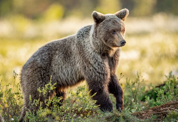 Urso Castanho Caminhando Floresta Verão Nascer Sol Nome Científico Ursus — Fotografia de Stock