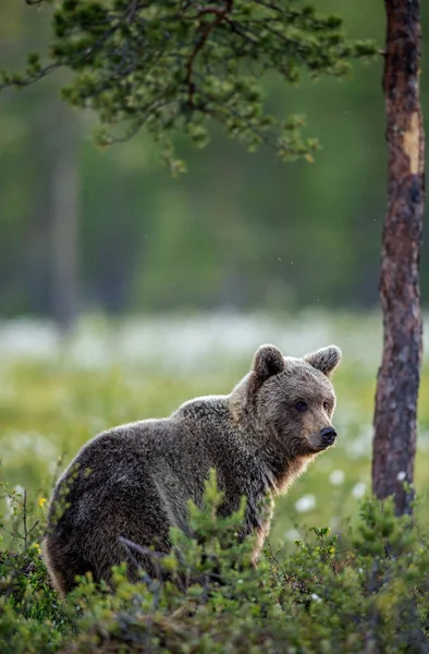Brown Bear Summer Forest Sunrise Scientific Name Ursus Arctos Wild — Stock Photo, Image