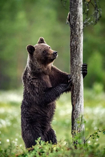 Urso Castanho Está Suas Patas Traseiras Por Uma Árvore Homem — Fotografia de Stock