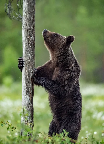 Brązowy Niedźwiedź Stoi Tylnych Nogach Przy Drzewie Dorosły Mężczyzna Niedźwiedzia — Zdjęcie stockowe