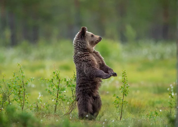 Медвежонок Задних Лапах Медвежонок Бурого Медведя Болоте Летнем Лесу Научное — стоковое фото