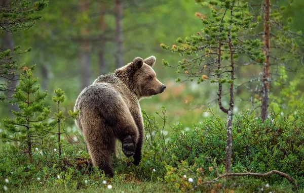 Urso Castanho Floresta Verão Nascer Sol Nome Científico Ursus Arctos — Fotografia de Stock