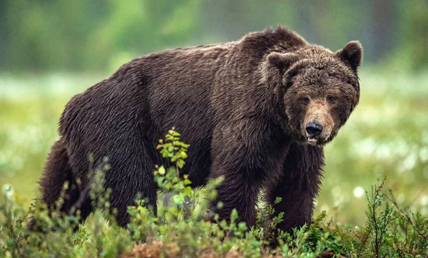 Ενηλίκων Άγρια Καφέ Αρκούδα Στο Καλοκαιρινό Δάσος Κυρίαρχο Αρσενικό Άγρια — Φωτογραφία Αρχείου