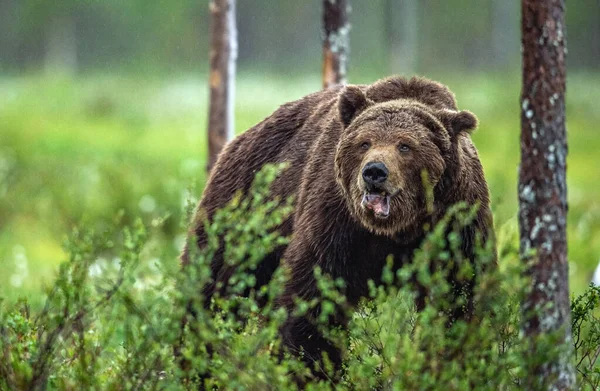 成年野生棕熊在夏天的森林里 男性占主导地位 前面的景色绿色天然背景 自然生境 — 图库照片
