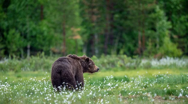 Dospělý Medvěd Hnědý Bažině Letním Lese Dominantní Muž Divoká Příroda — Stock fotografie