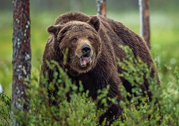 Oso Pardo Salvaje Adulto Bosque Verano Hombre Dominante Vista Frontal — Foto de Stock