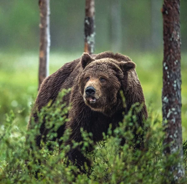 Urso Castanho Selvagem Adulto Floresta Verão Homem Dominante Vista Frontal — Fotografia de Stock