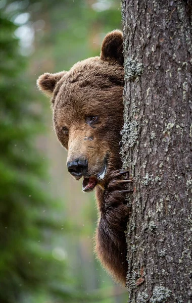 熊は木の後ろに隠れている クローズアップ ポートレート 夏の森で成虫の野生の茶色のクマ 支配的な男だ 野生の自然 自然生息地 Ursus Arctos — ストック写真