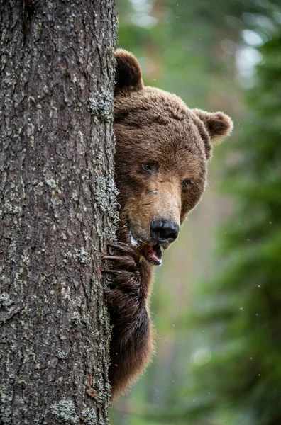Urso Está Escondido Atrás Uma Árvore Retrato Close Urso Castanho — Fotografia de Stock