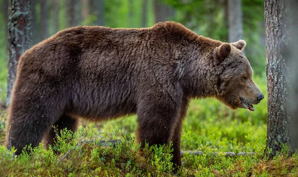 Дорослі Ведмеді Дикі Ведмеді Лісах Домінуючий Чоловік Дика Природа Природа — стокове фото