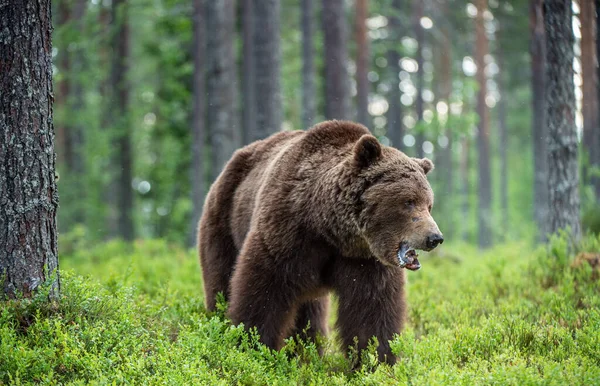 Взрослый Бурый Медведь Летнем Лесу Доминантный Мужчина Дикая Природа Естественная — стоковое фото