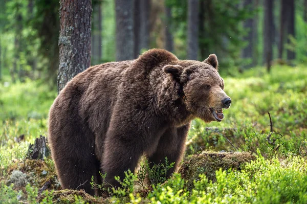 Urso Castanho Selvagem Adulto Floresta Verão Homem Dominante Natureza Selvagem — Fotografia de Stock
