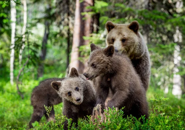 Ursa Filhotes Urso Floresta Pinheiros Verão Natureza Selvagem Habitat Natural — Fotografia de Stock