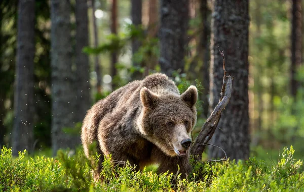 Brunbjörn Går Sommarskogen Vid Soluppgången Vetenskapligt Namn Ursus Arctos Vild — Stockfoto