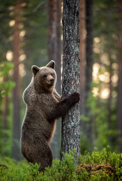 Urso Castanho Está Suas Patas Traseiras Por Uma Árvore Homem — Fotografia de Stock