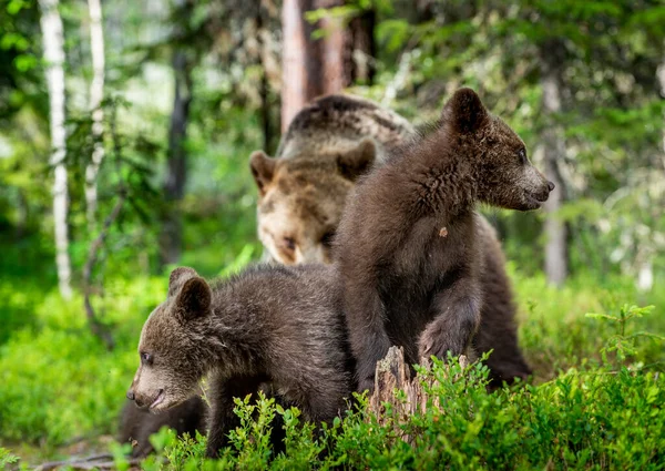 她和熊宝宝在夏天的松树林中 自然栖息地 Ursus Arctos — 图库照片