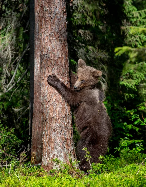 夏天的森林里 棕熊幼崽爬到树上 Ursus Arctos 自然生境 — 图库照片