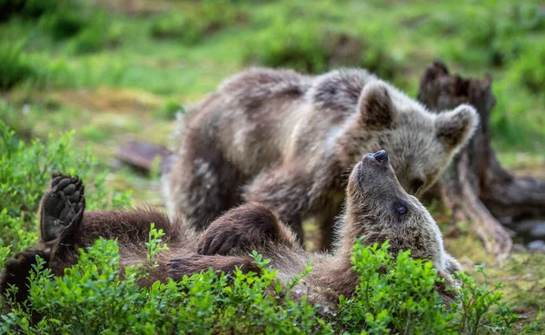 Brown Bear Cubs Playfully Fighting Summer Forest Scientific Name Ursus Royalty Free Stock Images