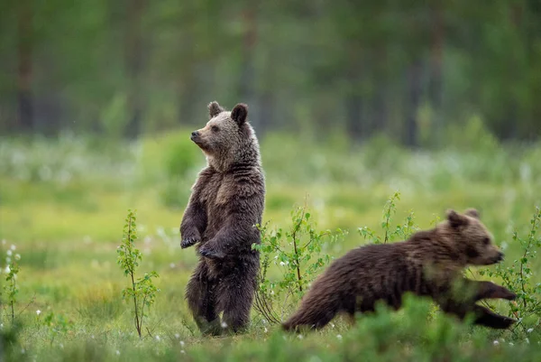 Louveteau Ours Brun Courant Dans Forêt Été Flou Mouvement Ours Images De Stock Libres De Droits