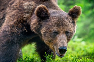 Çam ormanında vahşi yetişkin erkek boz ayı. Portreyi kapat. Bilimsel adı Ursus Arctos. Doğal yaşam alanı.