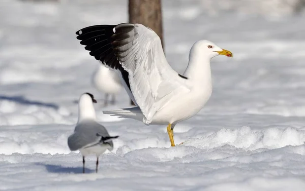 Seagull Spread Its Wings Sunny Day Winter Forest European Herring — Stock Photo, Image