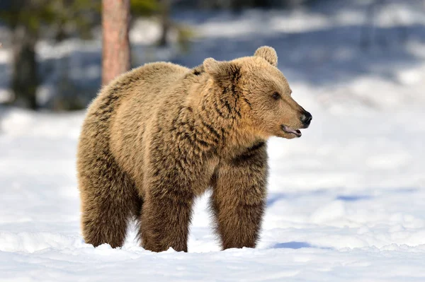 Αρκούδα Την Ηλιόλουστη Χειμωνιάτικη Μέρα Στο Χιόνι Καφέ Αρκούδα Στο — Φωτογραφία Αρχείου