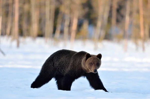 Barna Medve Sétál Hóban Tudományos Név Ursus Arctos Naplemente Téli — Stock Fotó
