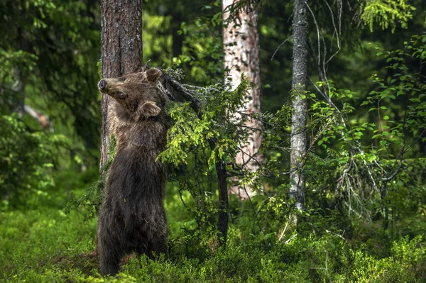 Çam Ormanında Arka Ayakları Üzerinde Duran Kahverengi Ayı Yavrusu Doğal — Stok fotoğraf