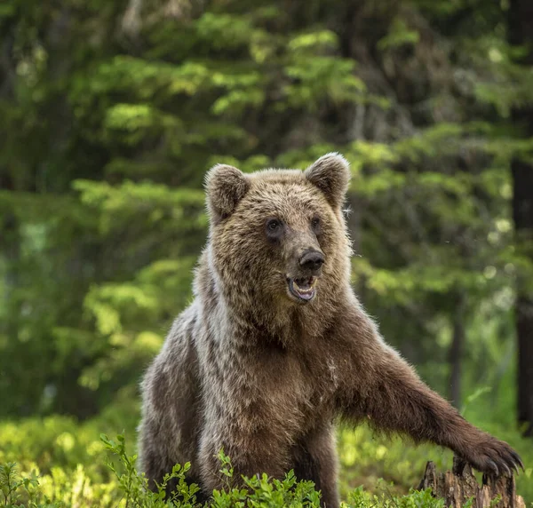 Cub Brown Bear Floresta Pinheiros Verão Vista Frontal Habitat Natural — Fotografia de Stock