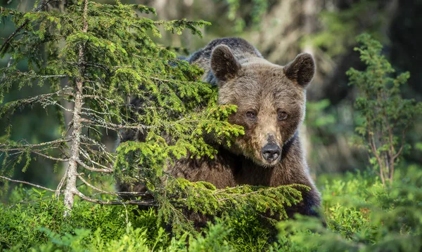 Dziki Dorosły Mężczyzna Niedźwiedzia Brunatnego Sosnowym Lesie Zamknij Portret Nazwa — Zdjęcie stockowe