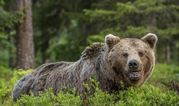Homem Adulto Selvagem Urso Marrom Floresta Pinheiros Fecha Retrato Nome — Fotografia de Stock