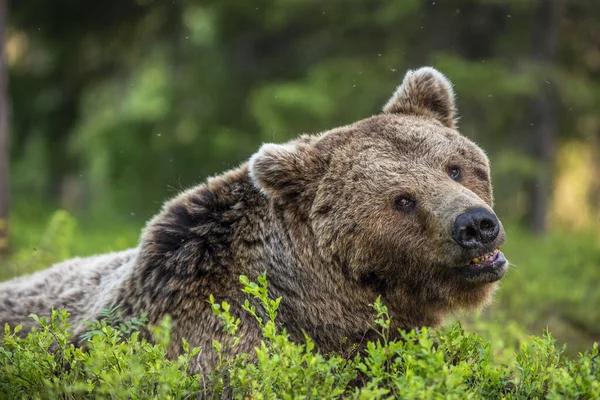 Homem Adulto Selvagem Urso Marrom Floresta Pinheiros Fecha Retrato Nome — Fotografia de Stock