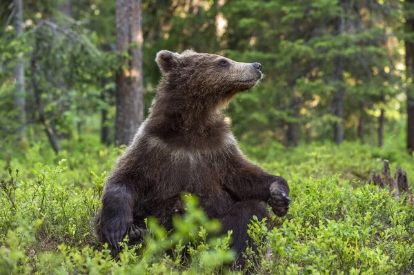 熊宝宝坐在夏天的松树林中 自然栖息地科学名称 Ursus Arctos — 图库照片