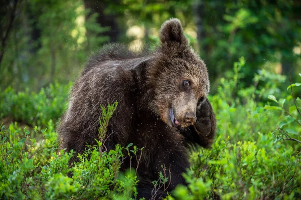 Oso Cachorro Picó Cachorro Oso Marrón Sientan Bosque Pinos Verano —  Fotos de Stock