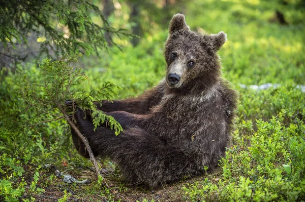 Cub Brown Bear Sentar Floresta Pinheiros Verão Habitat Natural Nome — Fotografia de Stock