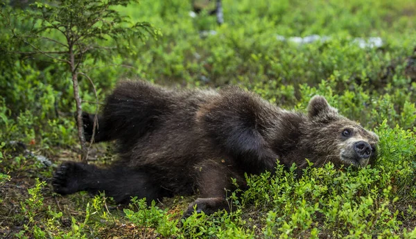Cub Brown Bear Floresta Verão Habitat Natural Nome Científico Ursus — Fotografia de Stock