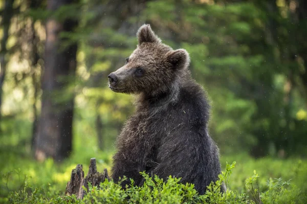 Cub Brown Bear Zit Het Zomerdennenbos Natuurlijke Habitat Wetenschappelijke Naam — Stockfoto