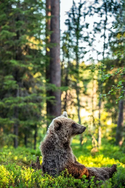 Kunda Medvídka Hnědého Sedí Letním Borovicovém Lese Přírodní Prostředí Vědecký — Stock fotografie