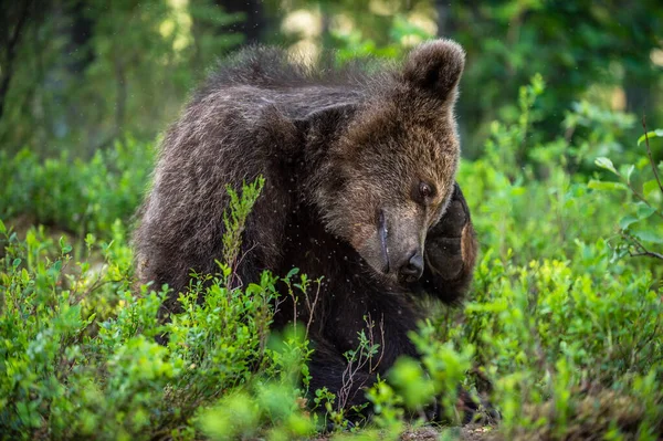 Ведмідь Смикнув Маля Брауна Ведмедя Сидить Сосновому Лісі Влітку Природне — стокове фото