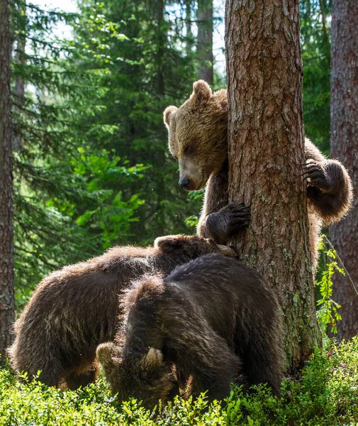 Niedźwiedzie Niedźwiedzie Letnim Lesie Sosnowym Sezon Letni Naturalne Siedlisko Niedźwiedź — Zdjęcie stockowe