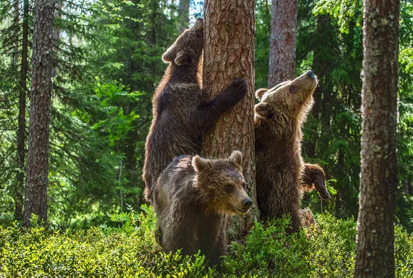 Orsa Cuccioli Orso Nella Pineta Estiva Stagione Estiva Habitat Naturale — Foto Stock