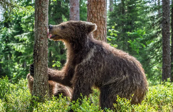 Ведмідь Лиже Дерево Ведмідь Ведмідь Брауна Лісах Scientific Name Ursus — стокове фото