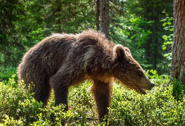 Cucciolo Orso Bruno Nella Foresta Estiva Habitat Naturale Nome Scientifico — Foto Stock