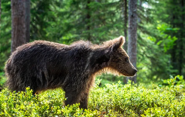 Junges Braunbär Sommerwald Natürlichen Lebensraum Wissenschaftlicher Name Ursus Arctos — Stockfoto