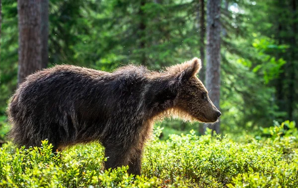 Cub Brown Bear Nyári Erdőben Természetes Élőhely Tudományos Megnevezés Ursus — Stock Fotó