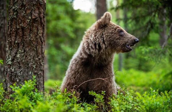 Juvenile Brown Bear Sit Summer Pine Forest Natural Habitat Scientific — Stock Photo, Image