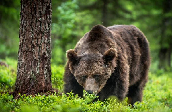 Dziki Dorosły Mężczyzna Niedźwiedzia Brunatnego Sosnowym Lesie Zamknij Portret Nazwa — Zdjęcie stockowe