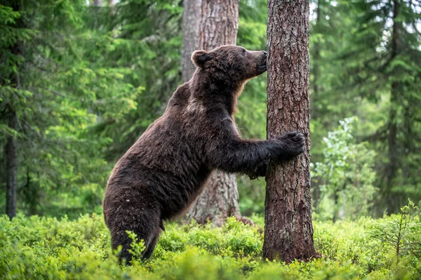Коричневий Ведмідь Стоїть Задніх Ногах Біля Дерева Сосновому Лісі Дорослі — стокове фото